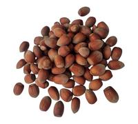 IGART Hazelnuts in Shell 50kg | Cosford | Natural, Fresh & Tasty | Ideal for Muesli, Snacks, Baking & Salads | Harvest 2024
