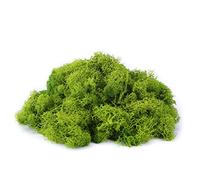IHKFILAN Reindeer Moss - 100G Real Preserved Natural Moss for Crafts & Decoration, Model Making (Lemon Green, 3.5OZ)