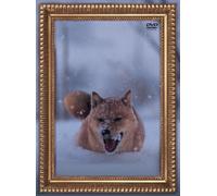 ƒŒƒIƒiƒ‹ƒhŒ¢ƒvƒŠƒI(’Êí”Õ) [DVD]