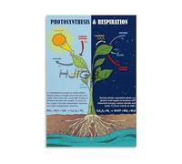 IINKUEYK Vintage Science Poster Photosynthesis And Respiration In Plants Educational Reference Chart On Weathered Tin Sign For Teachers And Students 8 X 12 in