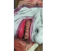 IIRC Halloween Horror Masks, Double Layer Removable Surface Scary Mask with Bloody Skull, Horror Mask Made of Latex, for Party Role Play
