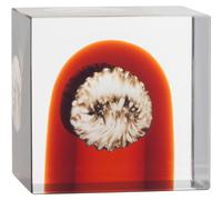 Iittala - Annual cube 2026 - Orange