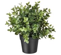 Ikea Artificial Potted Plant, Jade, 9.5 Inch by Ikea
