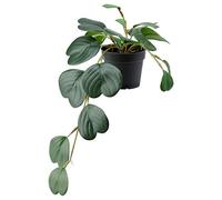 Ikea FEJKA Artificial Potted Plant, In/Outdoor Beautiful Hanging Peperomia 9cm