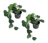Ikea FEJKA Artificial Potted Plants, Hanging/Trailing Peperomia 40x9 Centimetres - Set of 2, Green