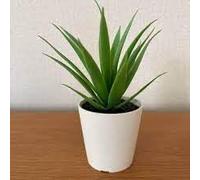 Ikea Fejka Mini Artificial Succulent Plants in Potted 6cm Plastic White Set of 2