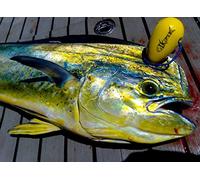 IKIPIK Ikejime fish Spike Stainless Steel Spike with Protective BPA-Free Cover. Iki Jime Spike Plastic Grip & Bottle Opener. Kill Fish Humanely.