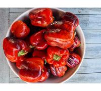 Iko Iko Sweet Pepper Seeds - 10 Fresh Seeds