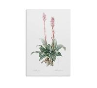 Ilcargoa Latin American Lady Orchid Poster Floral Canvas Art Painting Office Home Wall Decor Gifts 12x18inch(30x45cm)