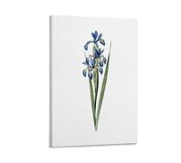 Ilcargoa Vintage Blue Iris on White Poster Floral Canvas Art Painting Office Home Wall Decor Gifts 12x18inch(30x45cm)