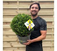 Ilex Crenata Dark Green Ball Shrub 2L/5L/7.5L, 7.5L (Ø30cm