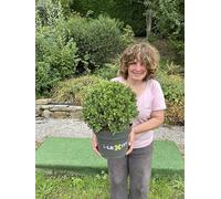 Ilex Crenata Japanese Holly Topiary Ball, Evergreen Alternative to Box, 25-30cm with Pot