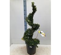 Ilex 'Dark Green' Spiral 12L 110-120cm inc. pot