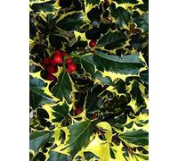 Ilex Madame Briot Holly Plant Large 3ft Supplied in a 3 Litre Pot Direct Plants Green One Size