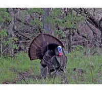 Illinois Big Toms at the Decoys
