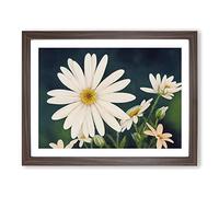 Illuminating Daisy Flowers H1022 BLK Framed Print for Living Room Bedroom Home Office Décor, Wall Art Picture Ready to Hang, Walnut A4 Frame (34 x 25 cm)