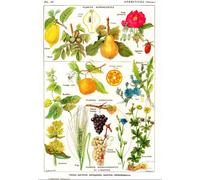 Illustration from the Larousse Medical Illustré: Astringent and Aperitive Plants, 1912
