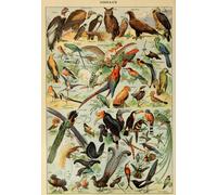 Illustration from the Larousse pour Tous: Birds, 19th Century