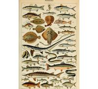 Illustration from the Larousse pour Tous: Fish, 19th Century