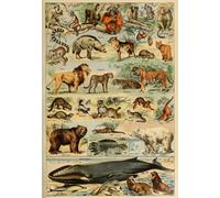 Illustration from the Larousse pour Tous: Mammals, 19th Century