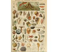 Illustration from the Larousse pour Tous: Molluscs, 19th Century