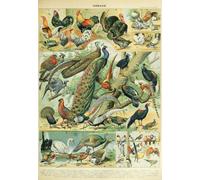 Illustration from the Nouveau Larousse Illustré: Birds, 19th Century
