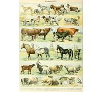 Illustration from the Nouveau Larousse Illustré: Mammals, 19th Century