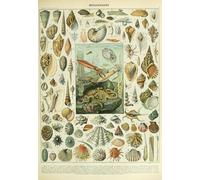 Illustration from the Nouveau Larousse Illustré: Molluscs, 19th Century