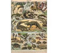 Illustration from the Nouveau Larousse Illustré: Reptiles, 1897-1904