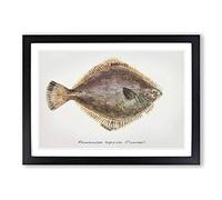 Illustration of a Flounder Fish by F.E. Clarke Framed Print | A2 Black Framed Wall Art | Ready to Hang | Modern Animal Picture | Living Room Bedroom Lounge Office