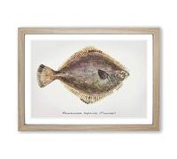 Illustration of a Flounder Fish by F.E. Clarke Framed Print | A2 Oak Framed Wall Art | Ready to Hang | Modern Animal Picture | Living Room Bedroom Lounge Office