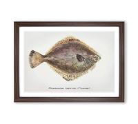 Illustration of a Flounder Fish by F.E. Clarke Framed Print | A2 Walnut Framed Wall Art | Ready to Hang | Modern Animal Picture | Living Room Bedroom Lounge Office