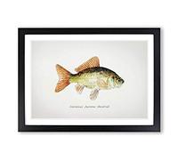 Illustration of a Goldfish by F.E. Clarke Framed Print | A2 Black Framed Wall Art | Ready to Hang | Modern Nature Picture | Living Room Bedroom Lounge Office
