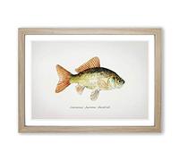 Illustration of a Goldfish by F.E. Clarke Framed Print | A2 Oak Framed Wall Art | Ready to Hang | Modern Nature Picture | Living Room Bedroom Lounge Office