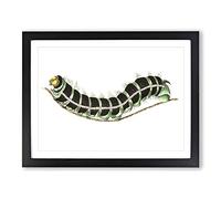 Illustration Of A Green Caterpillar Vintage Framed Wall Art Print, Ready to Hang Picture for Living Room Bedroom Home Office Décor, Black A2 (64 x 46 cm)