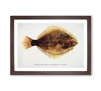 Illustration of a Greenback Flounder Fish by F.E. Clarke Framed Print | A2 Walnut Framed Wall Art | Ready to Hang | Modern Animal Picture | Living Room Bedroom Lounge Office