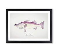 Illustration of a Groper Fish by F.E. Clarke Framed Print | A2 Black Framed Wall Art | Ready to Hang | Modern Animal Picture | Living Room Bedroom Lounge Office