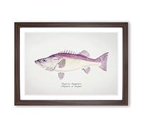Illustration of a Groper Fish by F.E. Clarke Framed Print | A2 Walnut Framed Wall Art | Ready to Hang | Modern Animal Picture | Living Room Bedroom Lounge Office