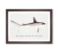 Illustration of a Hammerhead Shark by F.E. Clarke Framed Print | A2 Walnut Framed Wall Art | Ready to Hang | Modern Animal Picture | Living Room Bedroom Lounge Office