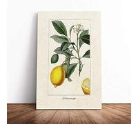 Illustration of a Lemon Tree Canvas Wall Art Picture Print - Framed Painting - Modern Home Décor - Ready to Hang Poster for Living Room Bedroom - 24x16 Inch