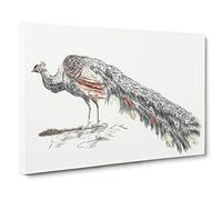 Illustration of a Peacock by Johan Teyler Canvas Print | Gallery Wrapped 30mm Frame Wall Art | 30x20 inches | Ready to Hang | Modern Picture | Living Room Bedroom Lounge Office