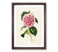 Illustration of a Pink Japanese Camellia Framed Print | A2 Walnut Framed Wall Art | Ready to Hang | Asian Floral Picture | Living Room Bedroom Lounge Office