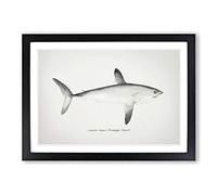Illustration of a Porbeagle Shark by F.E. Clarke Framed Print | A2 Black Framed Wall Art | Ready to Hang | Modern Animal Picture | Living Room Bedroom Lounge Office