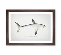 Illustration of a Porbeagle Shark by F.E. Clarke Framed Print | A2 Walnut Framed Wall Art | Ready to Hang | Modern Animal Picture | Living Room Bedroom Lounge Office