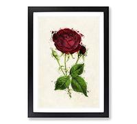 Illustration of a Red Prince Noir Rose Framed Print | A2 Black Framed Wall Art | Ready to Hang | Modern Floral Picture | Living Room Bedroom Lounge Office