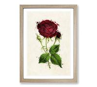 Illustration of a Red Prince Noir Rose Framed Print | A2 Oak Framed Wall Art | Ready to Hang | Modern Floral Picture | Living Room Bedroom Lounge Office