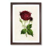 Illustration of a Red Prince Noir Rose Framed Print | A2 Walnut Framed Wall Art | Ready to Hang | Modern Floral Picture | Living Room Bedroom Lounge Office