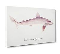 Illustration of a Requiem Shark by F.E. Clarke Canvas Print | Gallery Wrapped 30mm Frame Wall Art | 30x20 inches | Ready to Hang | Modern Animals Picture | Living Room Bedroom Lounge Office