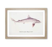 Illustration of a Requiem Shark by F.E. Clarke Framed Print | A2 Oak Framed Wall Art | Ready to Hang | Modern Animal Picture | Living Room Bedroom Lounge Office