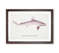 Illustration of a Requiem Shark by F.E. Clarke Framed Print | A2 Walnut Framed Wall Art | Ready to Hang | Modern Animal Picture | Living Room Bedroom Lounge Office
